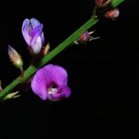 Tadehagi triquetrum (L.) H.Ohashi